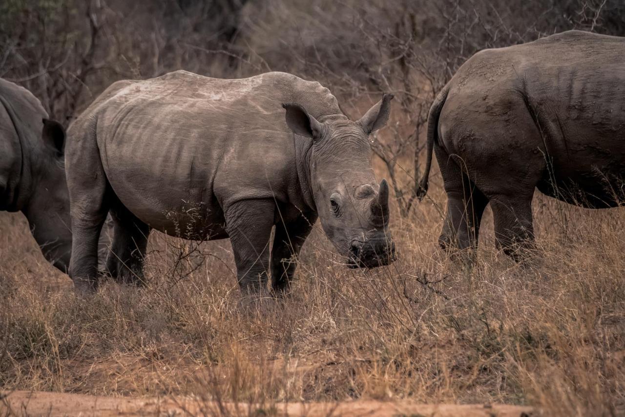 Tshukudu Game Lodge Hoedspruit Esterno foto