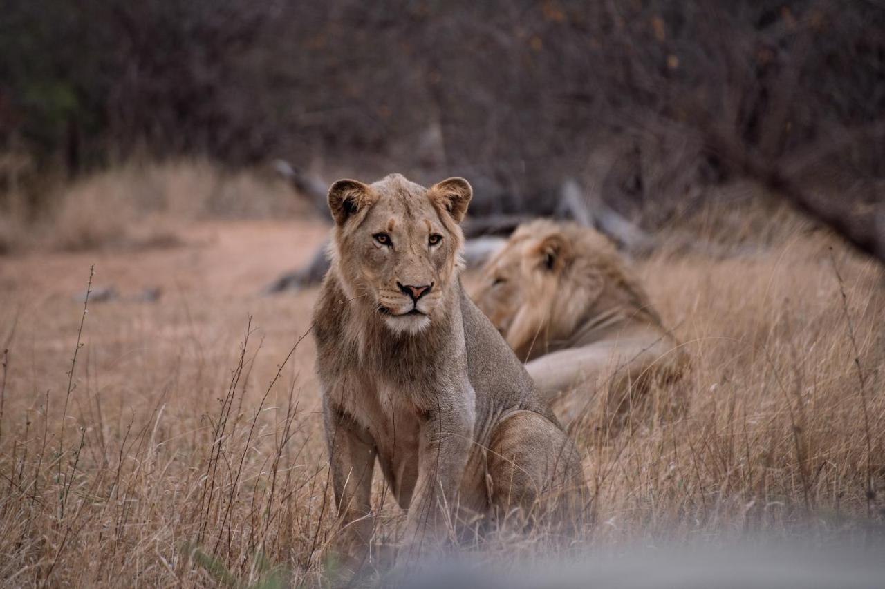 Tshukudu Game Lodge Hoedspruit Esterno foto